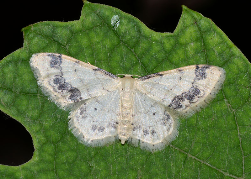 Idaea trigeminata